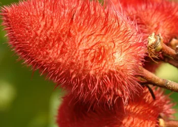 पीएम मोदी ने जिस सिंदूर के पौधे को लगाया, क्या है उसकी खासियत, जानें आसान उपाय से घर में कैसे लगाएं