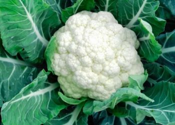 घर में आसान तरीके से उग सकती है फूल गोभी, इस आसान प्रोसेस से मिलेगी ताजी सब्जी