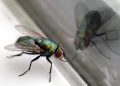 House Flies Home Remedy: मक्खियों से हैं परेशान? रसोई की इस एक चीज से मिनटों में पाएं घर की मक्खियों से छुटकारा