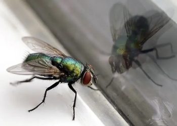 House Flies Home Remedy: मक्खियों से हैं परेशान? रसोई की इस एक चीज से मिनटों में पाएं घर की मक्खियों से छुटकारा