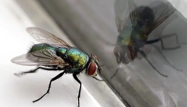 House Flies Home Remedy: मक्खियों से हैं परेशान? रसोई की इस एक चीज से मिनटों में पाएं घर की मक्खियों से छुटकारा