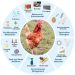 Campylobacter Bacteria, Chicken Bacteria Risk, Antibiotic Resistance, Poultry Farming, Diarrhea Infection
