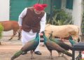 PM Modi Instagram Video: लाल-किला जाने से पहले पीएम मोदी ने गाय को चारा, मोर को दाना खिलाया; इंस्टाग्राम पर VIDEO शेयर किया