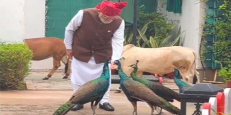 PM Modi Instagram Video: लाल-किला जाने से पहले पीएम मोदी ने गाय को चारा, मोर को दाना खिलाया; इंस्टाग्राम पर VIDEO शेयर किया