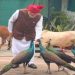 PM Modi Instagram Video: लाल-किला जाने से पहले पीएम मोदी ने गाय को चारा, मोर को दाना खिलाया; इंस्टाग्राम पर VIDEO शेयर किया