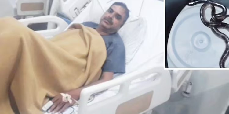 MP News: बिस्तर में छिपा था सांप… पुलिस हेड कांस्टेबल को 2 बार डंसा, AI की मदद से बची जान, एमपी के इस जिले का केस