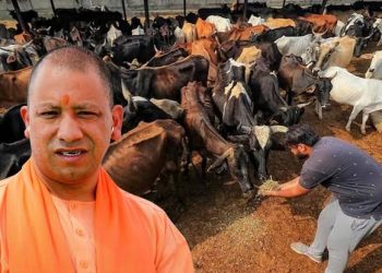 यूपी में गोमूत्र से खुलेगी कमाई की राह: 10 रुपये लीटर खरीदेगी योगी सरकार, जानिए पूरा प्लान