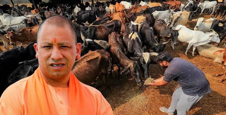 यूपी में गोमूत्र से खुलेगी कमाई की राह: 10 रुपये लीटर खरीदेगी योगी सरकार, जानिए पूरा प्लान