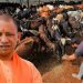 यूपी में गोमूत्र से खुलेगी कमाई की राह: 10 रुपये लीटर खरीदेगी योगी सरकार, जानिए पूरा प्लान