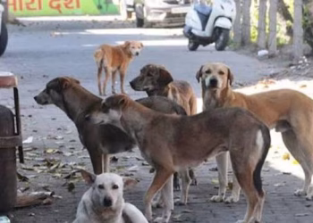 इस राज्य में पागल कुत्तों के आतंक से 10 स्कूल बंद, देश में दूसरी बार हो रहा ऐसा, घरों से डंडा लेकर निकल रहे लोग