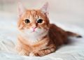 Cat Crying at Night:बिल्लियां आधी रात में बच्चे की तरह क्यों रोती हैं? जानें इसका पूरा फंडा और वैज्ञानिक सच