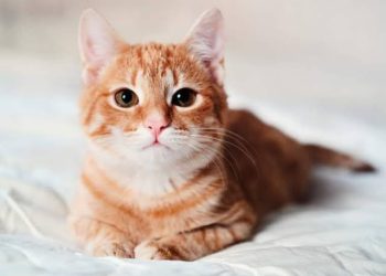 Cat Crying at Night:बिल्लियां आधी रात में बच्चे की तरह क्यों रोती हैं? जानें इसका पूरा फंडा और वैज्ञानिक सच