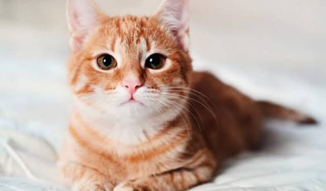Cat Crying at Night:बिल्लियां आधी रात में बच्चे की तरह क्यों रोती हैं? जानें इसका पूरा फंडा और वैज्ञानिक सच