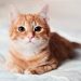 Cat Crying at Night:बिल्लियां आधी रात में बच्चे की तरह क्यों रोती हैं? जानें इसका पूरा फंडा और वैज्ञानिक सच