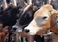Gujarat Cow Slaughter Case:ऐसे अपराधी को तो… गौहत्या के दोषियों को उम्रकैद की सजा, ऑर्डर में जज ने कही ये बड़ी बात