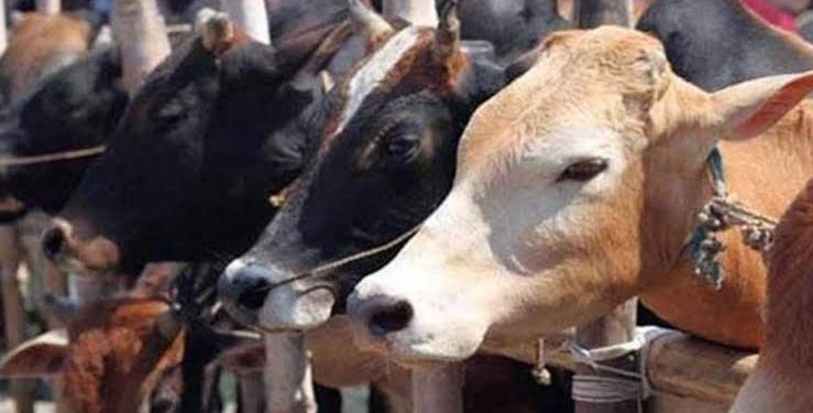 Gujarat Cow Slaughter Case:ऐसे अपराधी को तो… गौहत्या के दोषियों को उम्रकैद की सजा, ऑर्डर में जज ने कही ये बड़ी बात