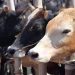 Gujarat Cow Slaughter Case:ऐसे अपराधी को तो… गौहत्या के दोषियों को उम्रकैद की सजा, ऑर्डर में जज ने कही ये बड़ी बात